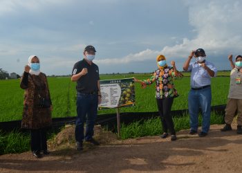 Dirjen Bangda Kunjungi Food Estate di Kabupaten Kapuas dan Pulang Pisau