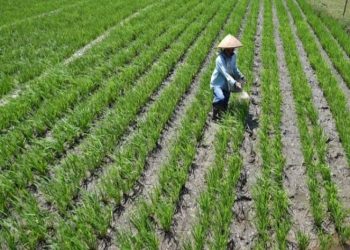 IJTI Kalteng Kunjungan Jurnalistik ke Kawasan Food Estate