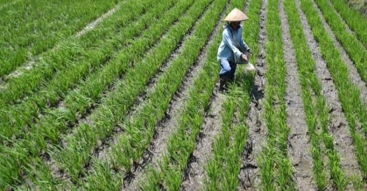 IJTI Kalteng Kunjungan Jurnalistik ke Kawasan Food Estate