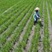 IJTI Kalteng Kunjungan Jurnalistik ke Kawasan Food Estate