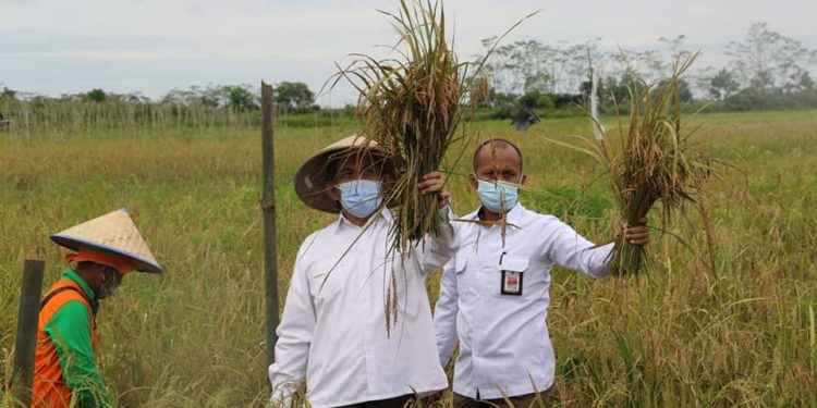 Kepala Badan Restorasi Gambut dan Mangrove Panen Perdana di Pandih Batu