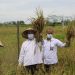 Kepala Badan Restorasi Gambut dan Mangrove Panen Perdana di Pandih Batu