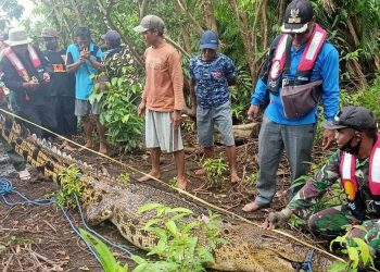 Buaya Diduga Pemangsa Manusia di Sebangau Kuala Berhasil Ditangkap