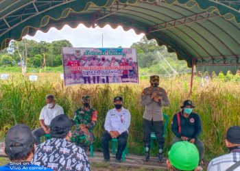 Mengejutkan, Kapolsek Turun Datangi Panen Padi di Lahan Berpasir