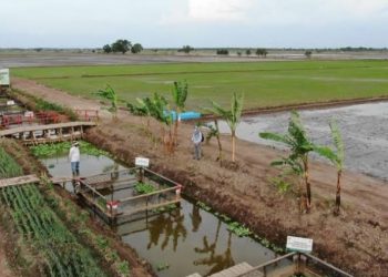 Kembangkan BAMATUNG Barsel untuk Sangga Food Estate