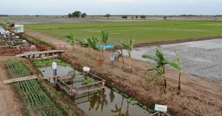Kembangkan BAMATUNG Barsel untuk Sangga Food Estate