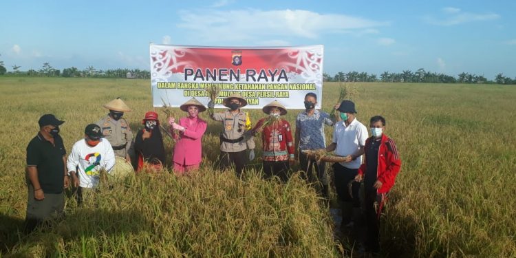 Kapolres Seruyan Lakukan Panen Raya Padi di Desa Binaan
