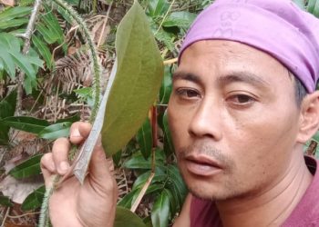 Abdi Anor, S.Pd : Mari Manfaatkan Obat Herbal Dari Alam Kita