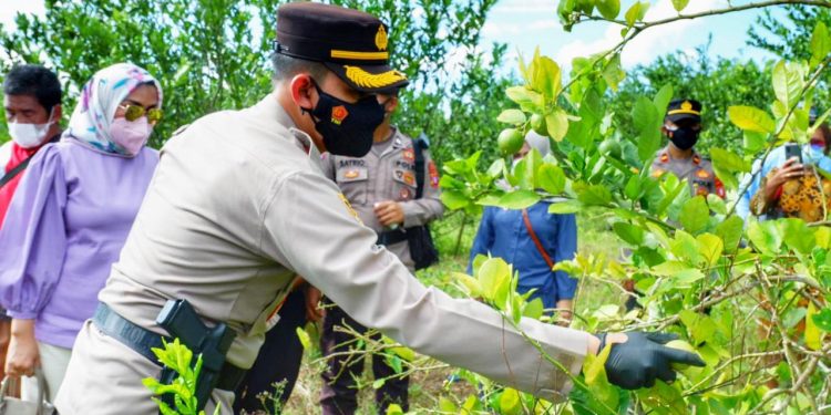 Kapolres Seruyan dan Poktan Desa Bangkal Panen Perdana Jeruk dan Porang