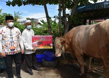 Wagub Edy Pratowo Serahkan Bantuan Sapi Kurban Untuk Kabupaten Kapuas