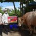 Wagub Edy Pratowo Serahkan Bantuan Sapi Kurban Untuk Kabupaten Kapuas