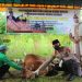 Polres Seruyan Melaksanakan Qurban 7 Ekor Sapi dan 4 Ekor Kambing