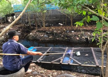 Tekuni Budidaya Ikan Patin Saat Pandemi Covid-19