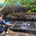 Tekuni Budidaya Ikan Patin Saat Pandemi Covid-19