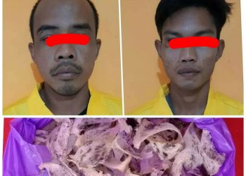 Dua Pencuri Sarang Burung Walet Dibekuk Polisi