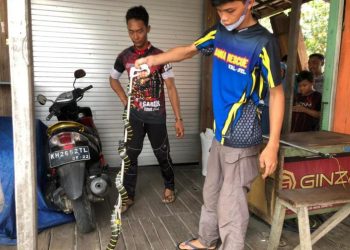 Tim Animal Rescue ERP Tangkap Ular Masuk Rumah Warga