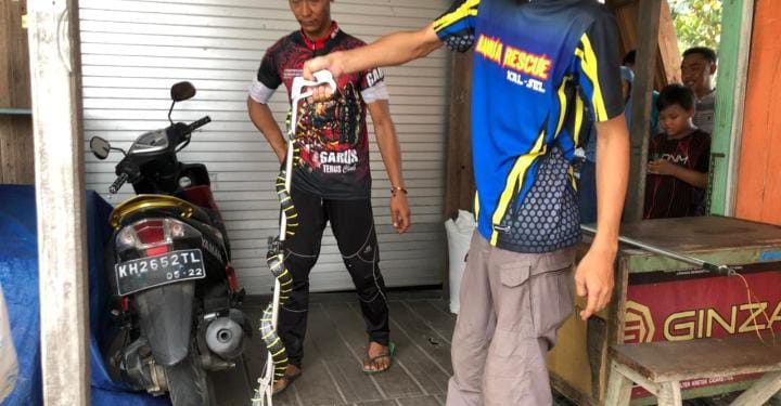 Tim Animal Rescue ERP Tangkap Ular Masuk Rumah Warga