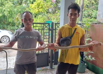Sempat Melakukan Perlawanan, Tim ERP Tangkap Ular King Kobra