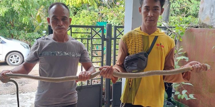 Sempat Melakukan Perlawanan, Tim ERP Tangkap Ular King Kobra