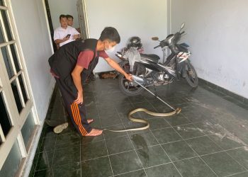 Ular Kobra Sepanjang 2 Meter Berhasil Dijinakkan Tim ERP
