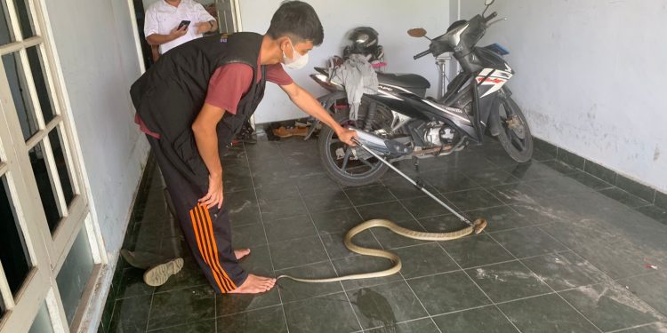 Ular Kobra Sepanjang 2 Meter Berhasil Dijinakkan Tim ERP