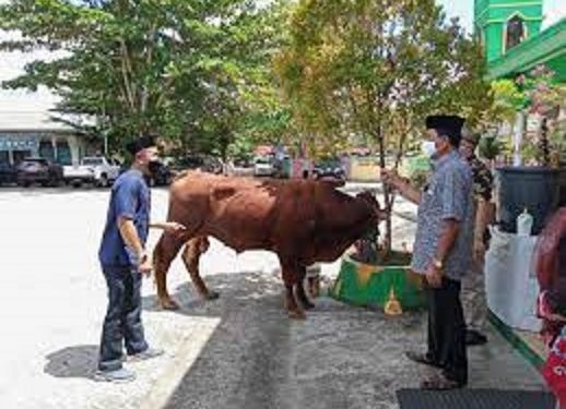 Pemkab Barsel Terima Sapi Qurban dari Pemprov Kalteng