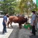 Pemkab Barsel Terima Sapi Qurban dari Pemprov Kalteng