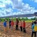Kementan Bantu Barsel Bibit Padi Unggul