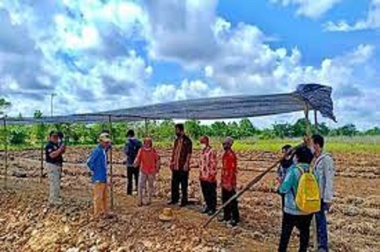 Kementan Bantu Barsel Bibit Padi Unggul