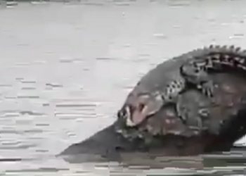 Waspada!!! Buaya Kedapatan Berjemur di Tengah Sungai Mentaya