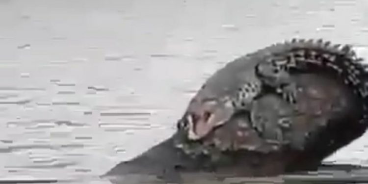 Waspada!!! Buaya Kedapatan Berjemur di Tengah Sungai Mentaya