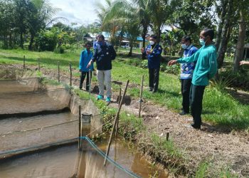 Pemprov. Kalteng dan Pemkab Pulpis Bangun Kampung Budidaya Ikan Papuyu