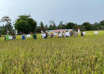Ditjen Tanaman Pangan Kementan RI Lakukan Panen Panen Padi Budidaya Tanaman Sehat di Kecamatan Dusun Tengah Kabupaten Barito Timur