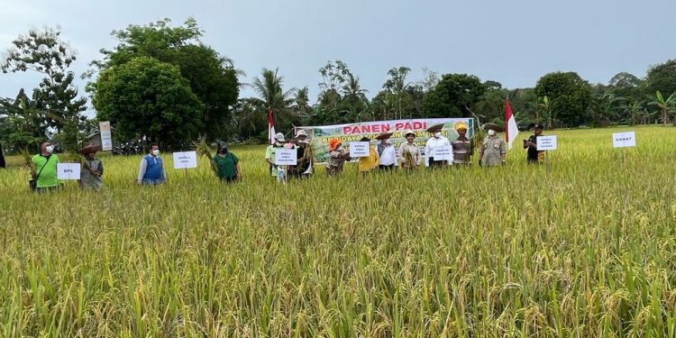 Ditjen Tanaman Pangan Kementan RI Lakukan Panen Panen Padi Budidaya Tanaman Sehat di Kecamatan Dusun Tengah Kabupaten Barito Timur