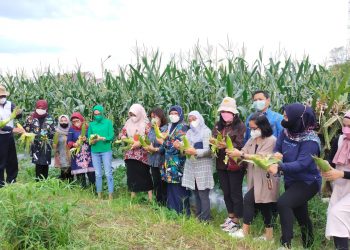 Ketua TP PKK Ivo Sugianto Sabran Tinjau Kebun Percontohan dan Lakukan Panen Bersama