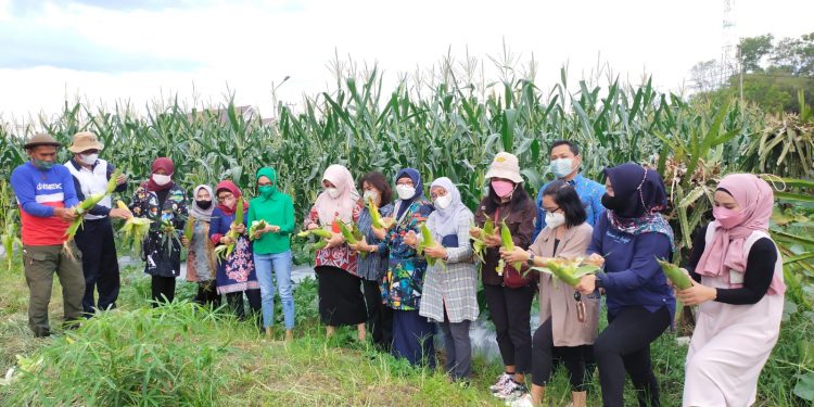 Ketua TP PKK Ivo Sugianto Sabran Tinjau Kebun Percontohan dan Lakukan Panen Bersama