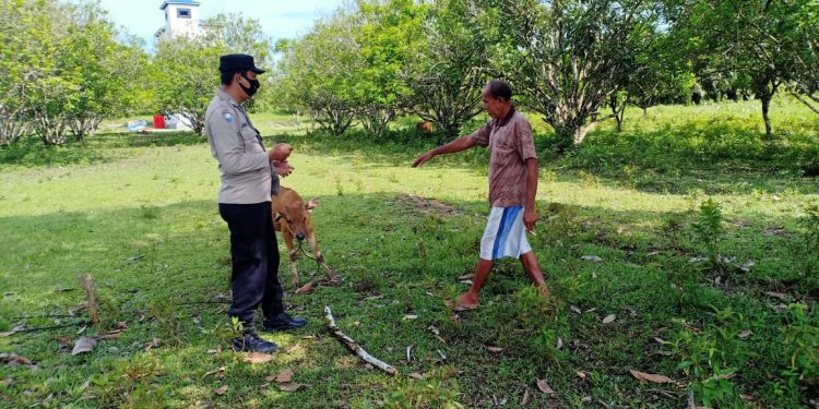 Antisipasi Wabah PMK, Polisi Periksa dan Data Pemilik Ternak