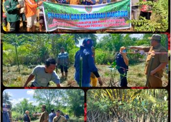 Dislutkan Prov. Kalteng Gelar Pelatihan dan Penanaman Mangrove di Desa Sabuai Kobar