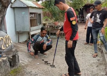 Sempat Serang Pemilik Rumah, Ular Kobra Berhasil Ditangkap Tim ERP