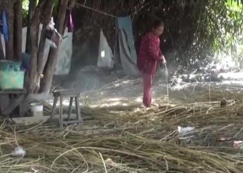Petani Keluhkan Harga Rotan Turun Lagi