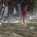 Petani Keluhkan Harga Rotan Turun Lagi