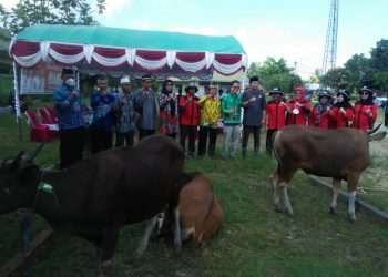 Gubernur Kalteng Salurkan Bantuan 77 Hewan Sapi Qurban Untuk Masyarakat Kabupaten Kapuas