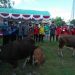 Gubernur Kalteng Salurkan Bantuan 77 Hewan Sapi Qurban Untuk Masyarakat Kabupaten Kapuas