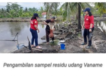 Dukung Keamanan Hasil Budidaya, Dislutkan Kalteng Lakukan Sampling Residu Udang Vaname