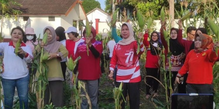 Pj Bupati Barsel Panen Jagung Perdana Kebun PKK