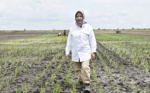 Petani Milenial Berperan Penting Dalam Pemasaran Food Estate