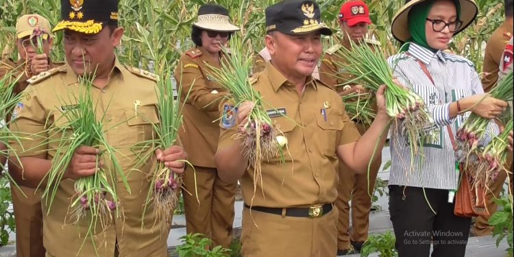 Gubernur Kalteng H. Sugianto Sabran Lakukan Panen Perdana Bawang dan Cabe di Tangkiling