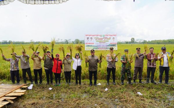 Wakil Gubernur Kalteng Panen Padi Nusantara di Desa Tahai Jaya, Kabupaten Pulang Pisau