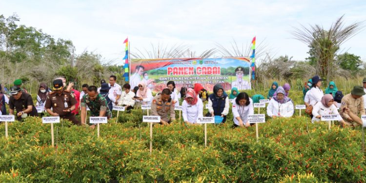 Pj Bupati Barsel Panen Cabai di Desa Pamangka