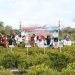 Pj Bupati Barsel Panen Cabai di Desa Pamangka